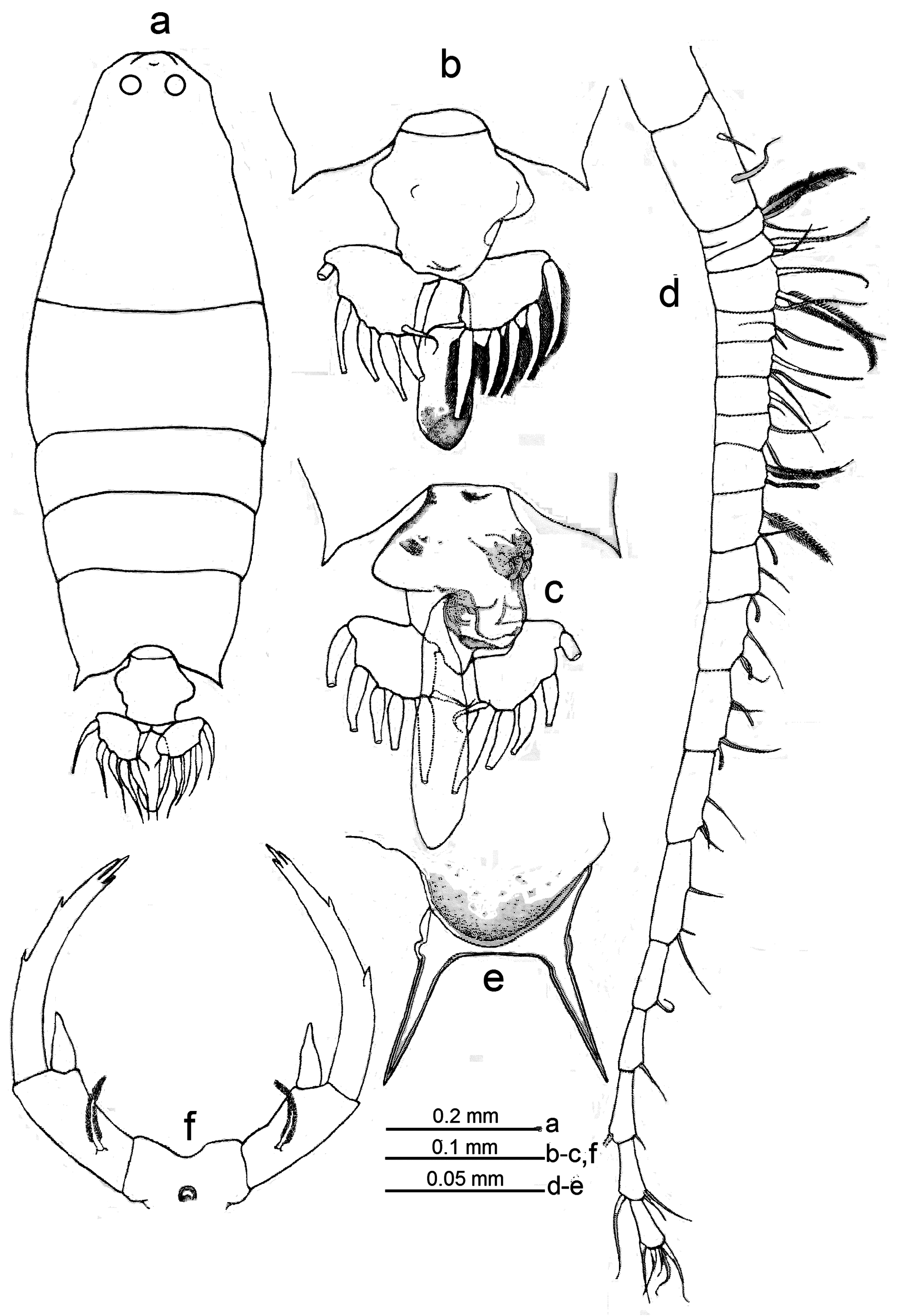 FIGURE 1 in Complementary description of Labidocera bataviae Scott ...