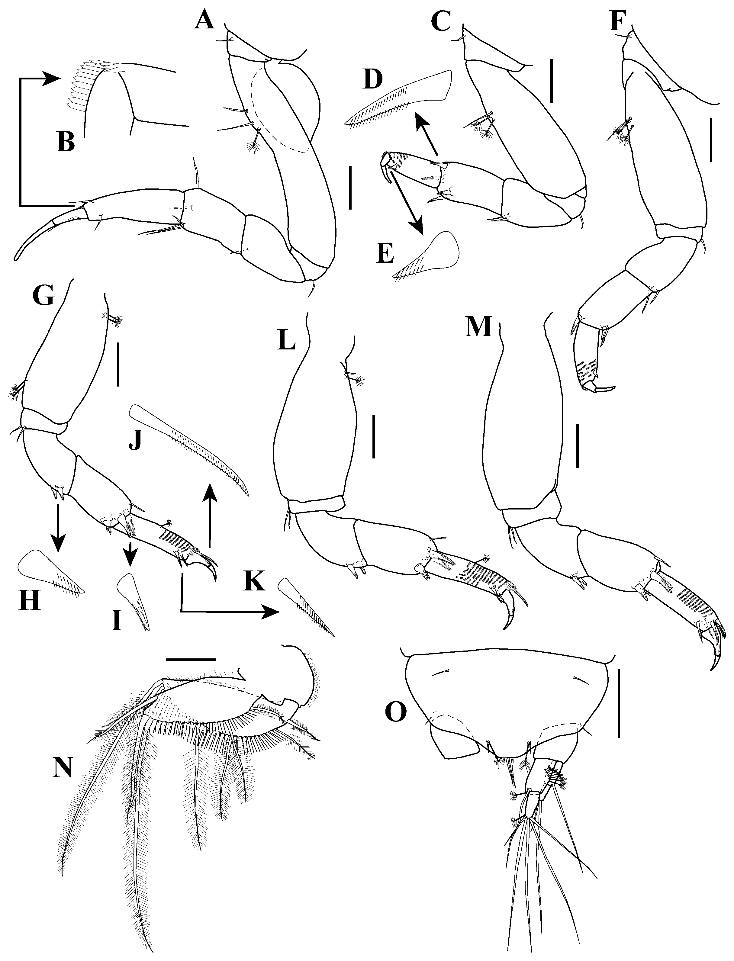 FIGURE 7 in Nototanoides oliveri, a new sponge-dwelling nototanaid ...