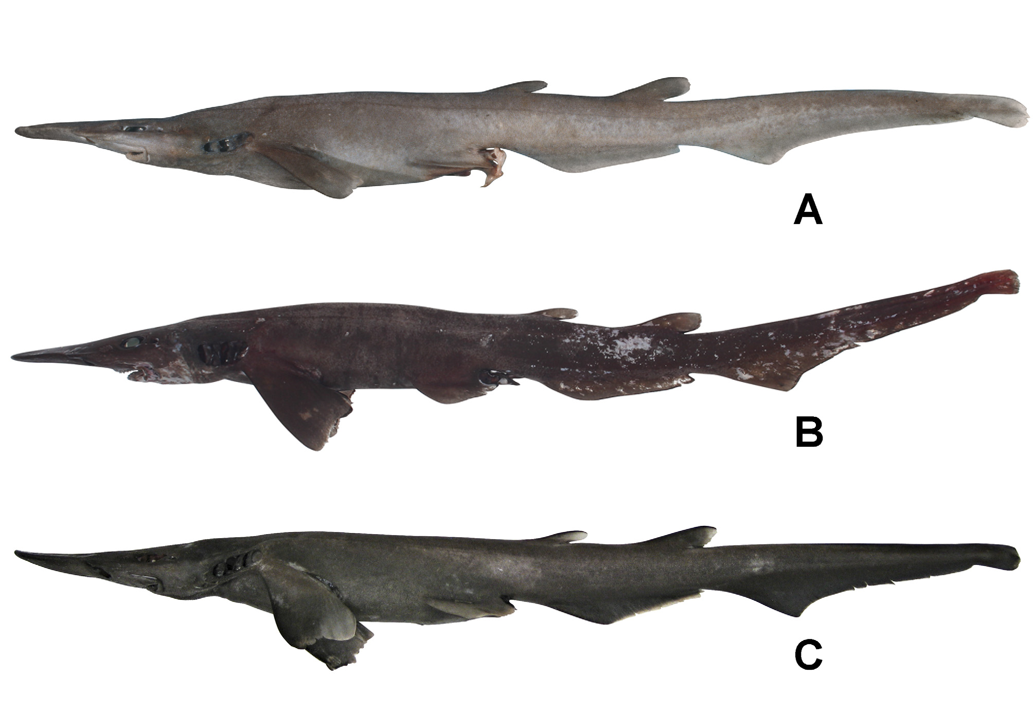 FIGURE 9 in Description of a new species of deepwater catshark ...