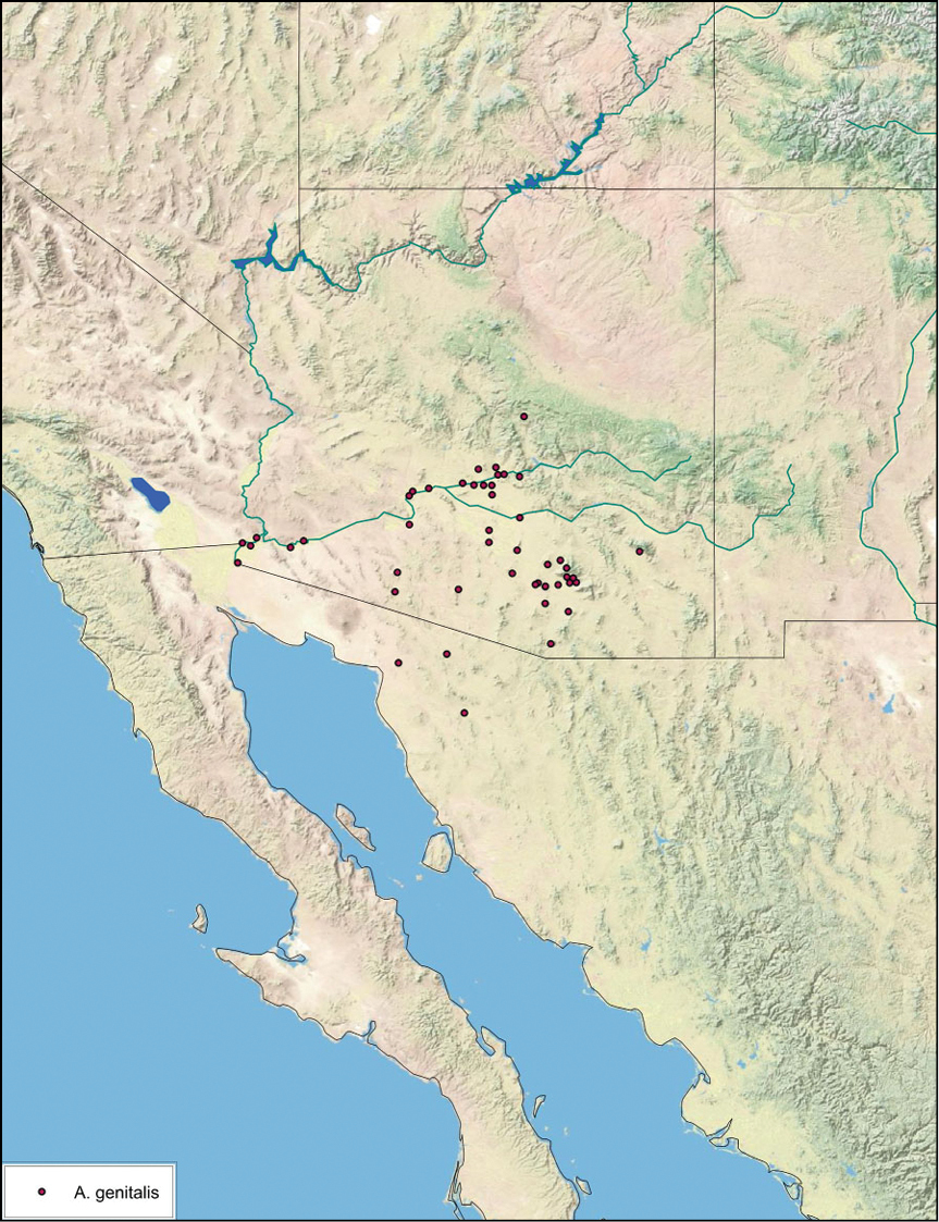 Figure 68 from: Hopkins H (2014) A revision of the genus Arenivaga ...