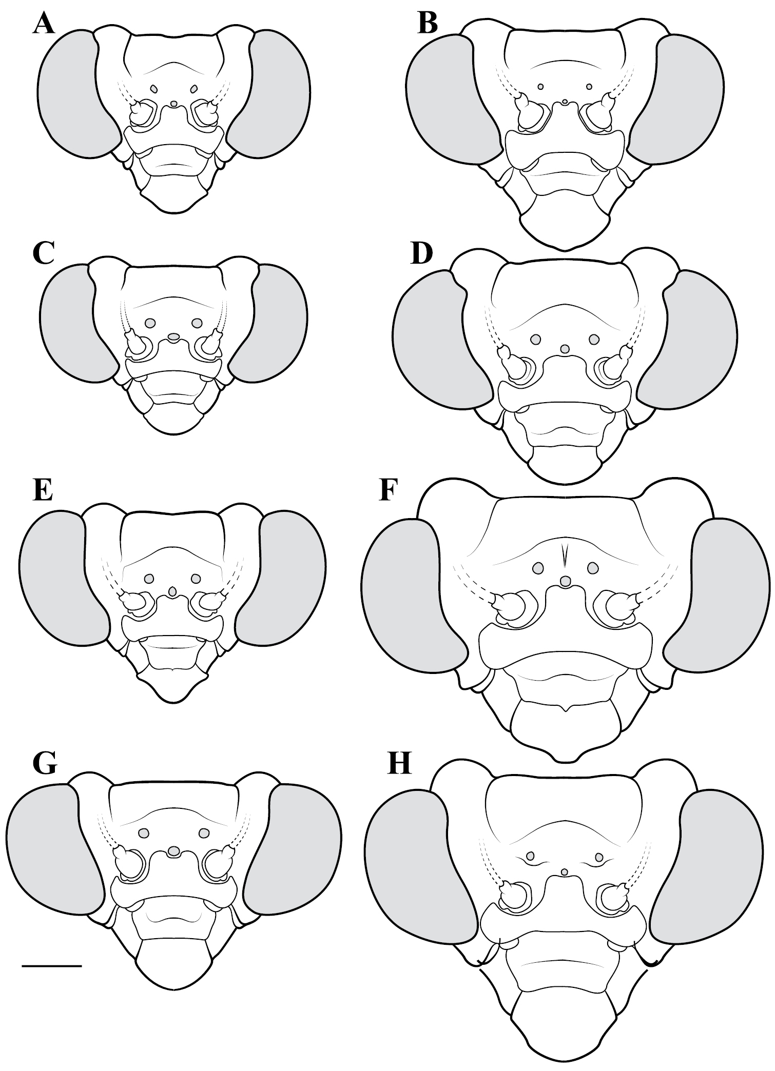 Figure 41 from: Svenson G (2014) Revision of the Neotropical bark ...