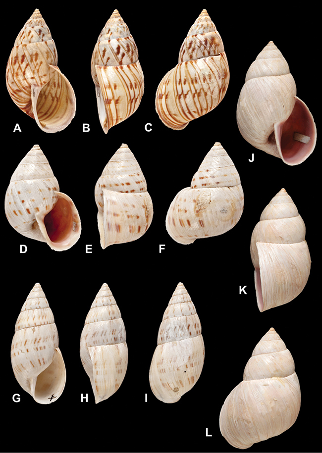 Figure 56 from: Breure A, Ablett J (2014) Annotated type catalogue of ...