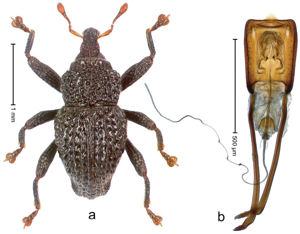 Figure 97 From: Riedel A, Tänzler R, Balke M, Rahmadi C, Suhardjono YR ...