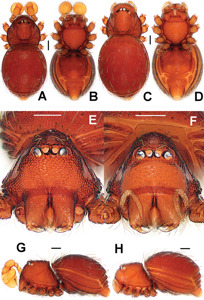 Figure 24 from Lin Y, Koh JKH, Koponen S, Li S (2017) Taxonomic notes